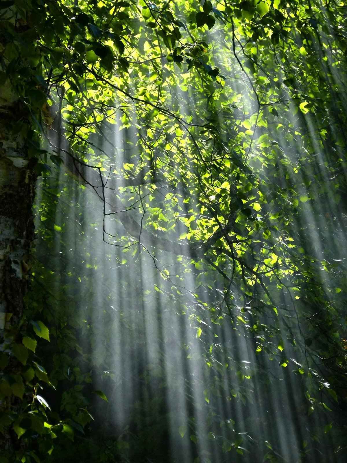 Wellness Image
